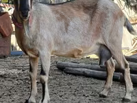 母山羊, Alpine goat — 照片 1
