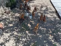 Chickens — 4-rasm