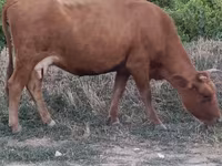 सांड, मवेशी — फ़ोटो 1