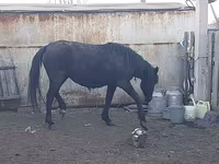 घोड़ी, Horse breed — फ़ोटो 2