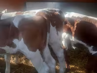 Bulle, Simmental cattle — Foto 2