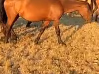 فرس, الخيول — الصورة 1