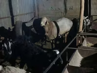 Widder, Tian-Shan semifinewool sheep — Foto 4