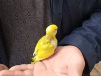 Balalae mehebbet qusu 20 azn en gözel rengler watsapla yiğin — фото 1