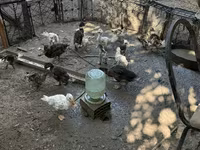 Ducks — الصورة 2