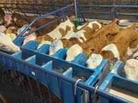 Bulle, Simmental cattle — Foto 5