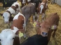 İribuynuzlu mal-qara (partiya, cinsi göstərilməyib), Simmental cattle — foto 2