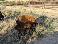 Sheep, Sheep — photo 7