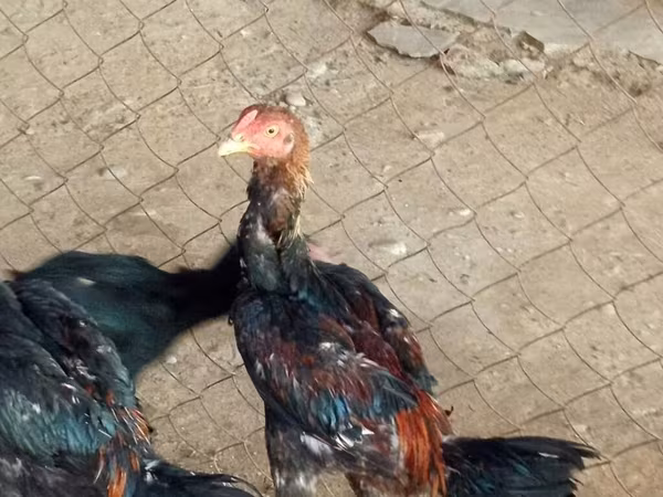 Chickens