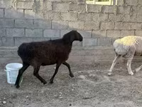 كبش, الأغنام — الصورة 3