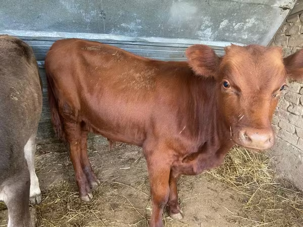 ثور, Swiss cattle