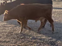 Bulle, Simmental cattle — Foto 8