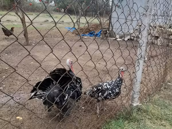 Turkeys