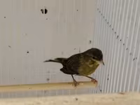 Daimi qus isi ile mesqul olanlar biler bu qiymete erkek bulbul esla — foto 2