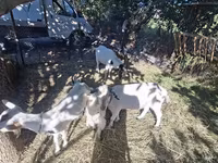 Cabro, Cabras — foto 3