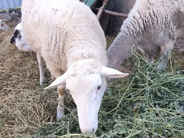 公羊, Romanov sheep
