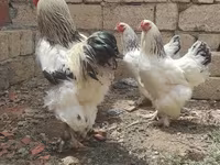 Brahma — foto 2