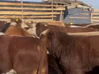 Бұқа, Swiss cattle — 1-сурет