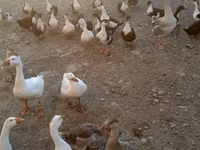 Ducks — 3-сурет