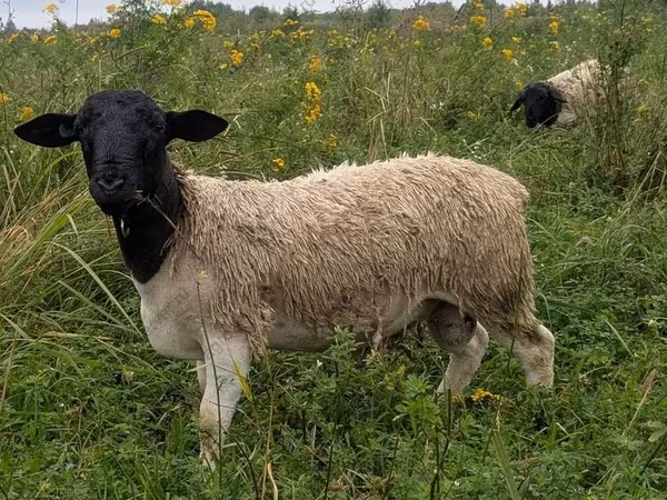 Carnero, Dorper sheep
