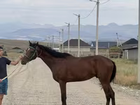 公马, Arabian horse — 照片 2