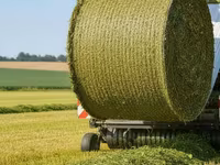 **🌽 YENİ MÖVSÜM – YENİ MƏHSUL! 🌽** Keyfiyyətli qarğıdalı silosu — फ़ोटो 1