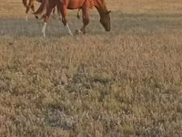 Caballo, Russian Don — foto 3