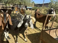 Dişi keçi, Nubian Goat — foto 7