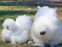 Chickens — foto 1