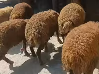 Ram, Sheep — photo 6
