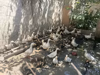 Ducks — الصورة 1
