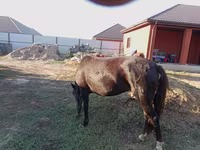 Caballo, Kazakh horse — foto 7