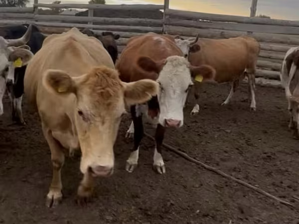 Kuh, Simmental cattle
