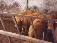 Kuh, Simmental cattle — Foto 3