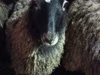 母羊, Romanov sheep — 照片 1