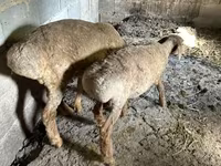 母羊, Katum sheep — 照片 6