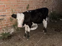 सांड, Swiss cattle — फ़ोटो 2