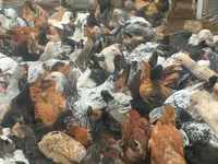 Chickens — الصورة 4