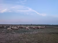 Вівці (партія, стать не вказано), Вівці — фото 1