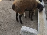 Widder, Blackheaded Persian sheep — Foto 2