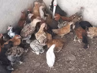 Chickens — Foto 1