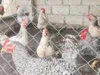 Chickens — 5-сурет