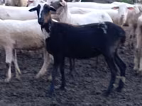 Qoʻy, Tsigai sheep — 4-rasm