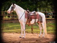حصان, National Show Horse — الصورة 1