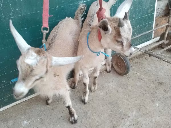 Keçilər (partiya, cinsi göstərilməyib), Alpine goat