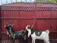 Cabro, Kamori goats — foto 4