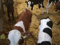 İribuynuzlu mal-qara (partiya, cinsi göstərilməyib), Simmental cattle — foto 3