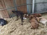 Rinder (Partie, Geschlecht nicht angegeben), Rinder — Foto 3