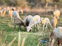 Qoç, Katum sheep — foto 2
