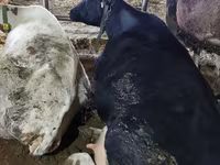 母牛, Cattle — 照片 4